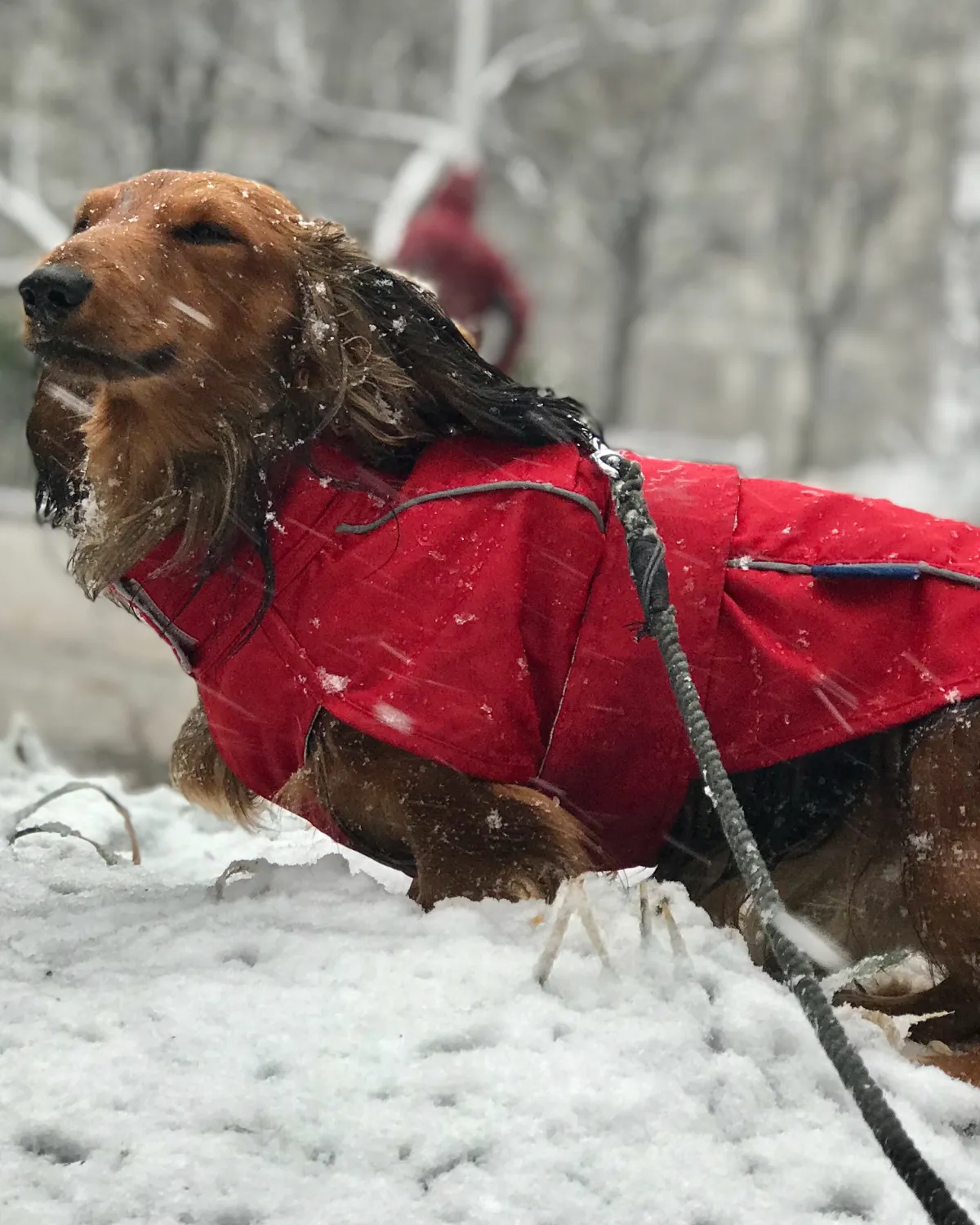 City Slicker All-Weather Dog Jacket & Raincoat - Cherry Red