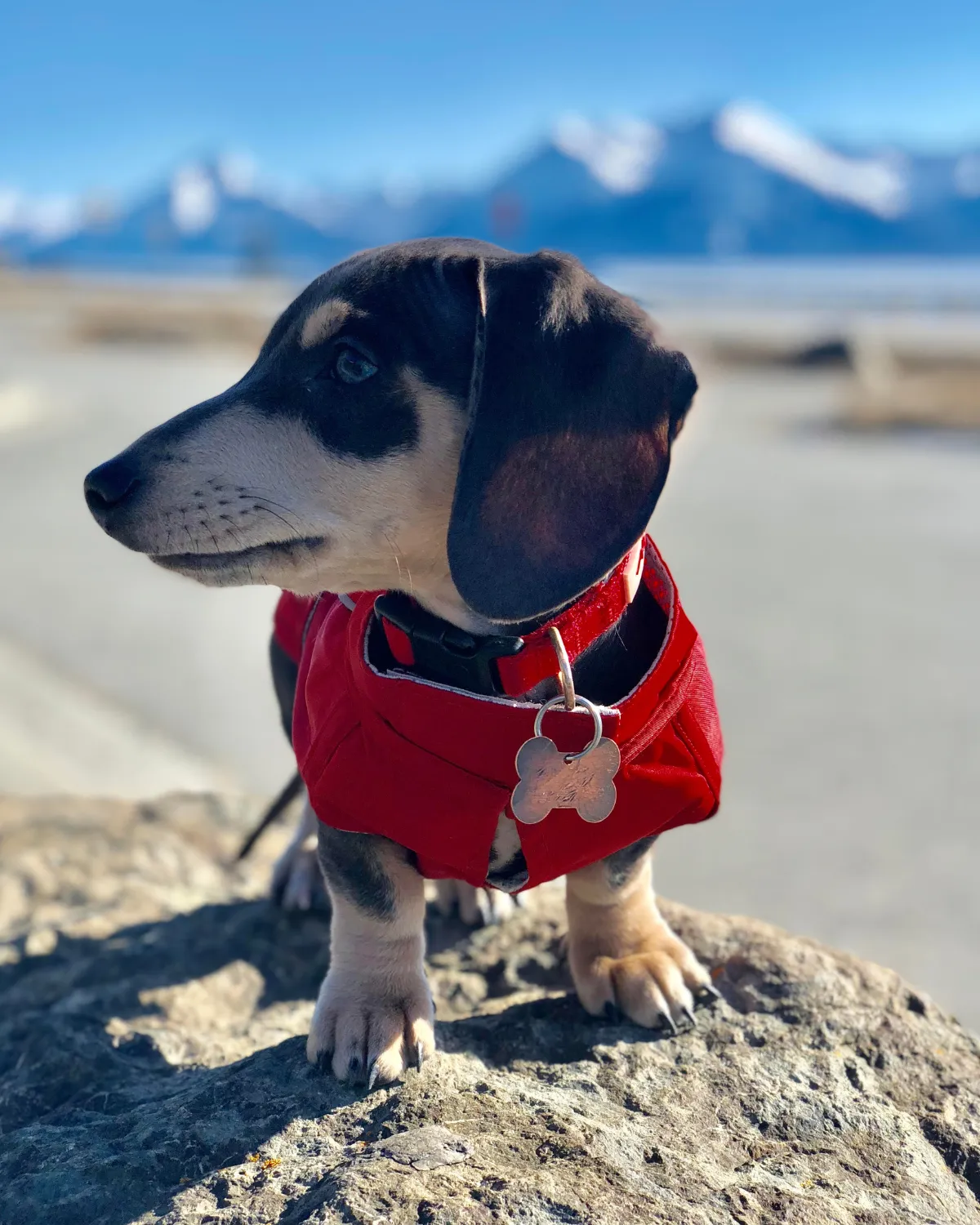 City Slicker All-Weather Dog Jacket & Raincoat - Cherry Red