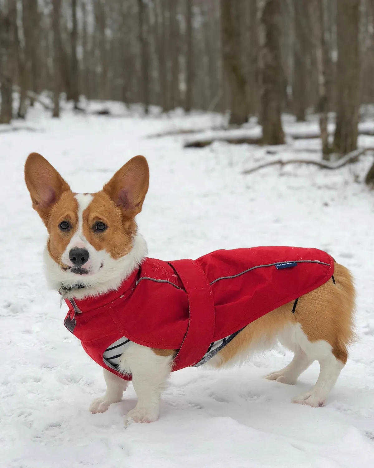 City Slicker All-Weather Dog Jacket & Raincoat - Cherry Red