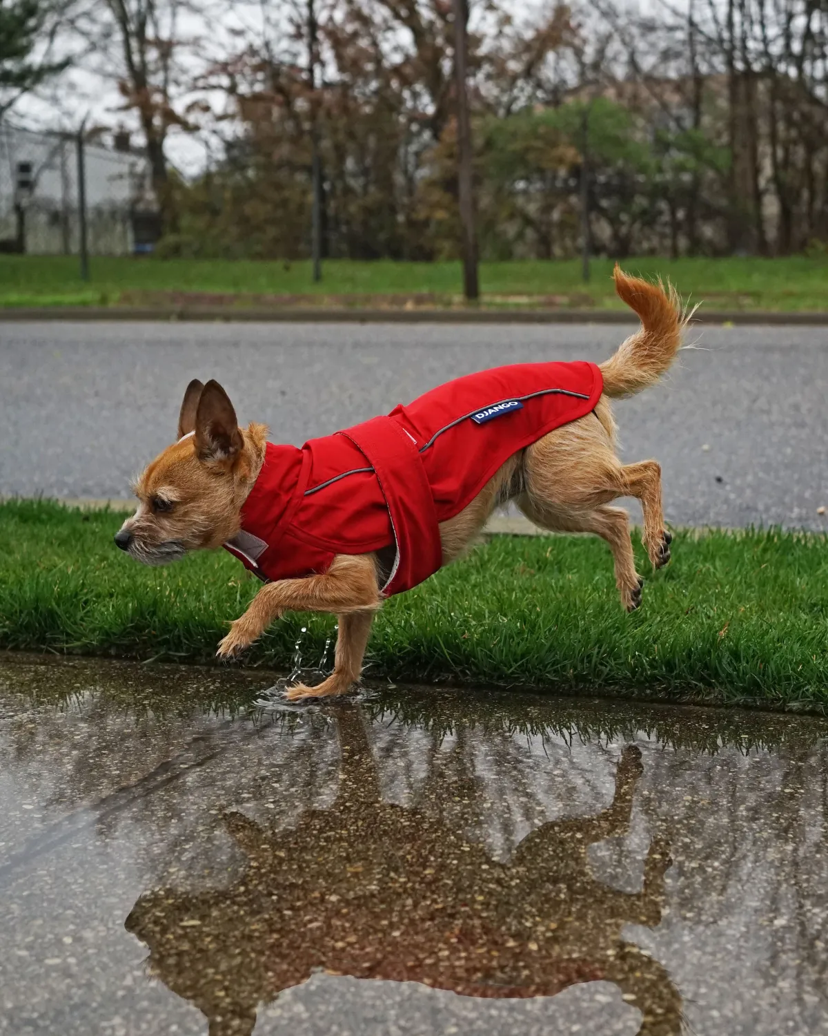 City Slicker All-Weather Dog Jacket & Raincoat - Cherry Red